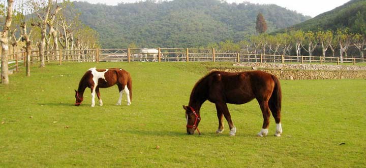 度假地產(chǎn)項(xiàng)目旅游規(guī)劃設(shè)計(jì)院：裸心谷度假村馬場(chǎng)實(shí)景